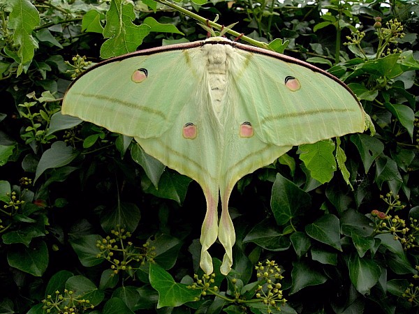Female Actias selene selene, India. Photo: &copy; Tony Pittaway.