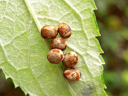 Eggs of Actias selene selene, India. Photo: &copy; Tony Pittaway.