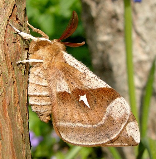 Male Aglia tau (resting, but alert; underside), Czechia. Photo: &copy; Tony Pittaway.