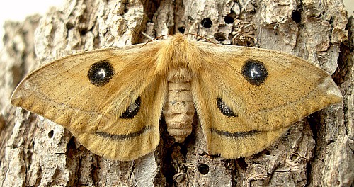 Female Aglia tau, Czechia. Photo: &copy; Tony Pittaway.