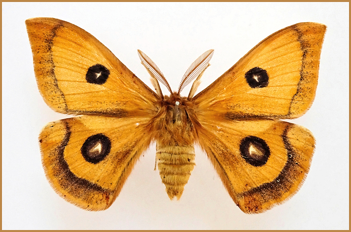 Male Aglia tau, Bavaria, Germany, ex.ovo 1994. Photo: &copy; Tony Pittaway.
