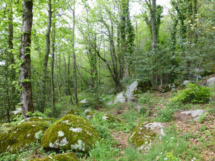 Typical habitat of Aglia tau -- mixed sweet chestnut-beech forest, Les Salines, Ma�anet De Cabrenys, Catalonia, Spain. Photo: &copy; Tony Pittaway.