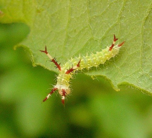 First instar larva of Aglia tau, Czechia. Photo: &copy; Tony Pittaway.