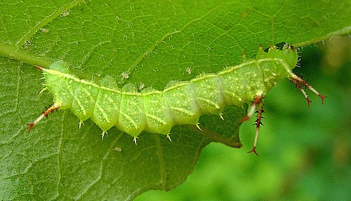 Second instar larva of Aglia tau, Czechia. Photo: &copy; Tony Pittaway.