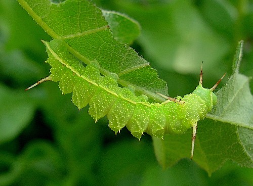 Third instar larva of Aglia tau (feeding), Czechia. Photo: &copy; Tony Pittaway.