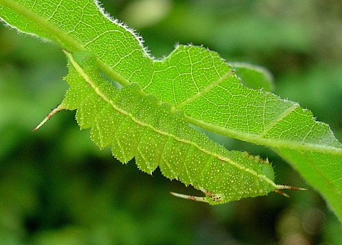 Third instar larva of Aglia tau (resting), Czechia. Photo: &copy; Tony Pittaway.
