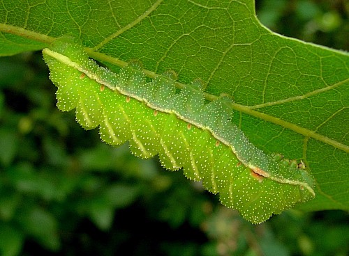 Final (fourth) instar larva of Aglia tau, Czechia. Photo: &copy; Tony Pittaway.