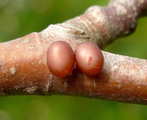 Eggs of Aglia tau, Czechia. Photo: &copy; Tony Pittaway.