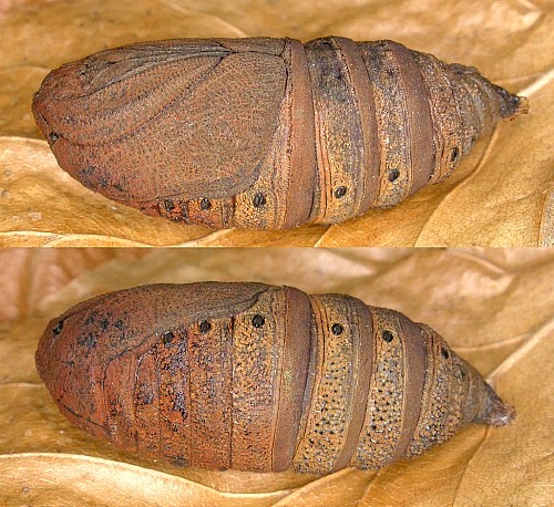 Pupa of Aglia tau, Czechia. Photo: &copy; Mark Boddington.