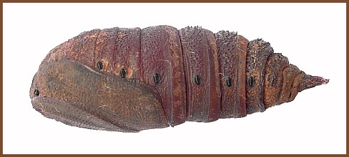 Male pupa of Aglia tau (lateral view), Czechia. Photo: &copy; Tony Pittaway.