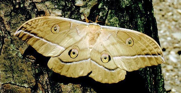 Female Antheraea yamamai (sandy-coloured form), Hainsdorf-Brunnsee, nr. Mureck, SE Austria. Photo: &copy; Tony Pittaway.