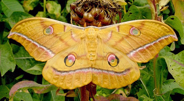 Female Antheraea yamamai (yellow form), Czechia. Photo: &copy; Tony Pittaway.