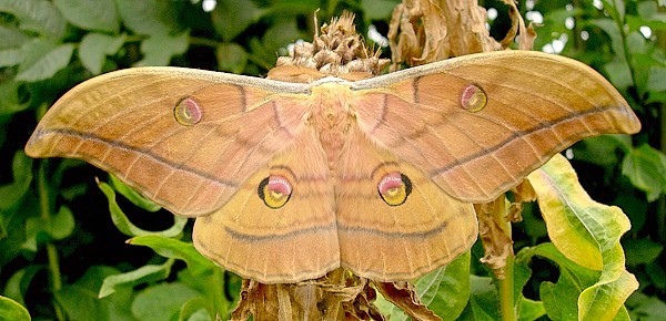 Male Antheraea yamamai (khaki-coloured form), Czechia. Photo: &copy; Tony Pittaway.