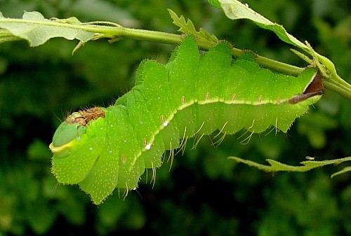 Full grown larva of Antheraea yamamai on Quercus cerris, Czechia. Photo: &copy; Tony Pittaway.
