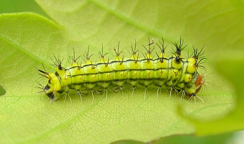 First instar larva of Antheraea yamamai, Czechia. Photo: &copy; Tony Pittaway.