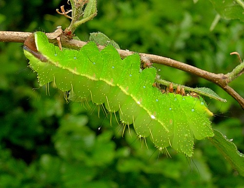 Fourth instar larva of Antheraea yamamai, Czechia. Photo: &copy; Tony Pittaway.