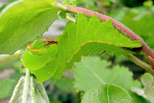 Full grown larva of Antheraea yamamai on Salix caprea, Czechia. Photo: &copy; Tony Pittaway.