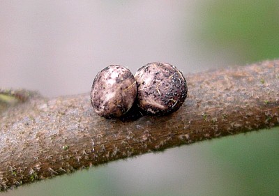 Eggs of Antheraea yamamai, Czechia. Photo: &copy; Tony Pittaway.