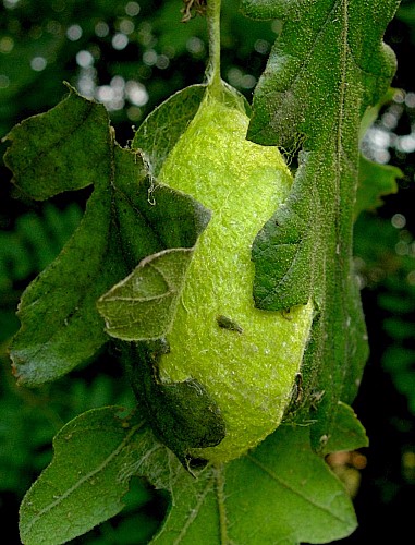 Cocoon of Antheraea yamamai, Czechia. Photo: &copy; Tony Pittaway.