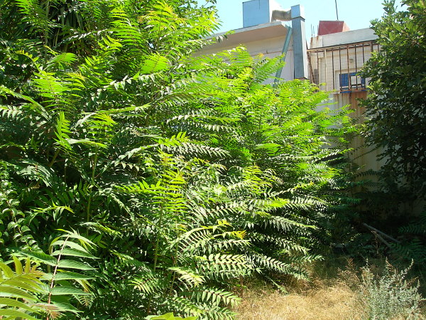 Saplings of Ailanthus altissima, the main host of Samia cynthia, Rethymno, Crete. Photo: &copy; Tony Pittaway.