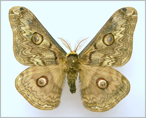 Male Rinaca lindia (dark form, faded), Shimla (2500m), Himachal Pradesh, India. Photo: &copy; Tony Pittaway, NHMUK