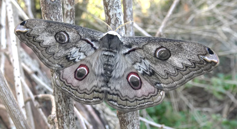 Female Rinaca lindia (fresh, unfaded), Pakistan. Photo: &copy; Bart Coppens.
