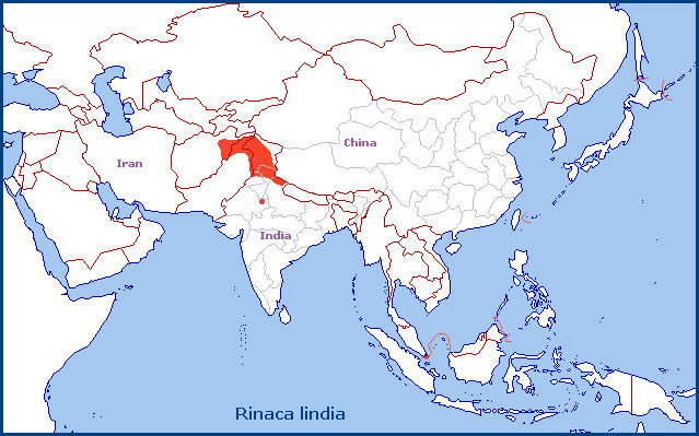 Global distribution of Rinaca lindia. Map: &copy; Tony Pittaway.
