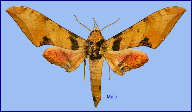 Male Ambulyx kuangtungensis f. adhemariusa , Luoyang, Henan, China. Photo: &copy; Kenichiro Nakao.