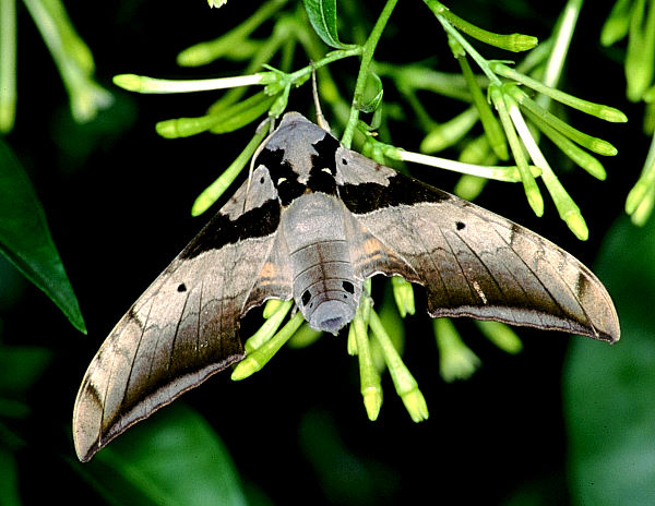 Male Ambulyx japonica angustifasciata, Taiwan. Photo: &copy; Felix Lin.
