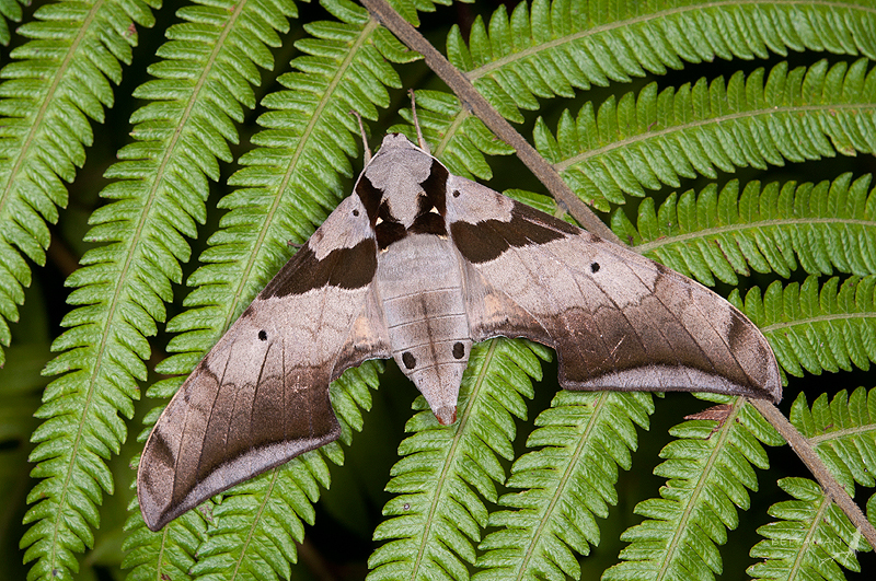 Female Ambulyx japonica angustifasciata, Tsueifeng (2200m), Nantou Hsien, Taiwan. Photo: &copy; Shipher Wu.