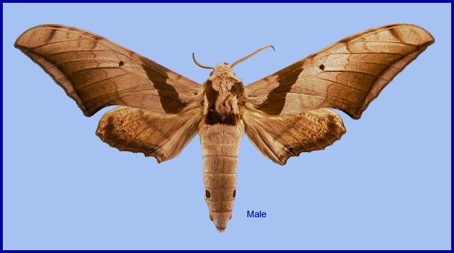 Adult male Ambulyx japonica angustifasciata. Photo: &copy; NHMUK