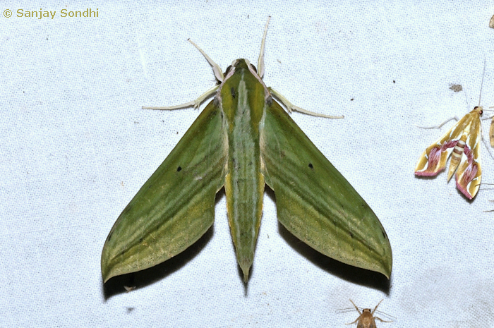 Cechetra bryki, Bompu, Eagle's Nest Wildlife Sanctuary, Arunachal Pradesh, India, 22.v.2011. Photo: &copy; Sanjay Sondhi.