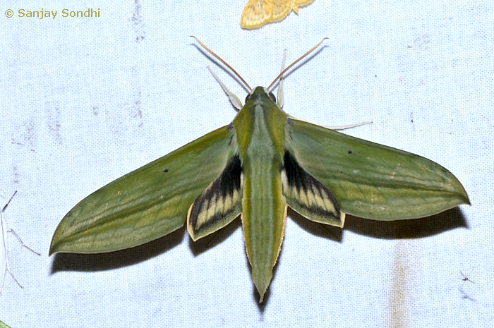 Cechetra bryki, Bompu, Eagle's Nest Wildlife Sanctuary, Arunachal Pradesh, India, 22.v.2011. Photo: &copy; Sanjay Sondhi.