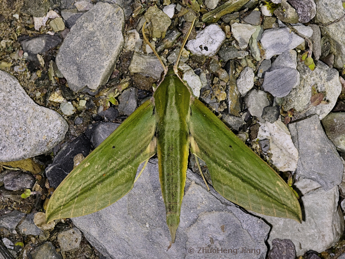 Cechetra bryki, Weixi Lisu Autonomous County, Yunnan, China. 31.vii.2024. Photo: &copy; ZhuoHeng Jiang.