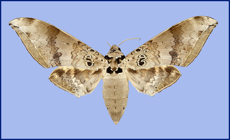 Female Ambulyx canescens (upperside), North Korintji Valley, S.W. Sumatra, Indonesia. Photo: &copy; The Trustees of the Natural History Museum, London (NHMUK).