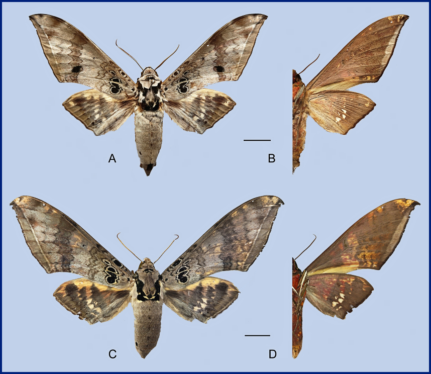 Ambulyx canescens. (A, B) Male, Yingjiang, Yunnan, China; (C, D) Female, Chiang Mai, Thailand. Photo: &copy; Jiang, Kitching, Xu, Xu, Yan, Yu, Liu & Hu, 2025.