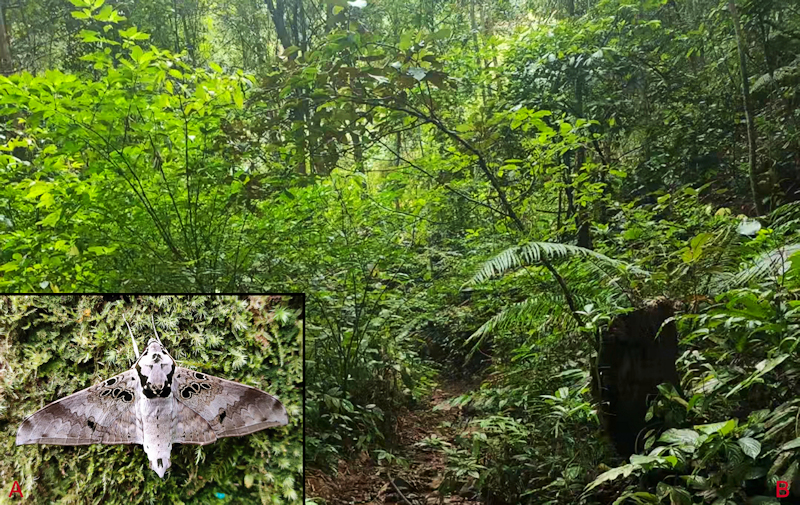 Habitat and living adult of Ambulyx canescens. (A) Male; (B) Yingjiang County, Yunnan, China. Photo: &copy; Jiang, Kitching, Xu, Xu, Yan, Yu, Liu & Hu, 2025.