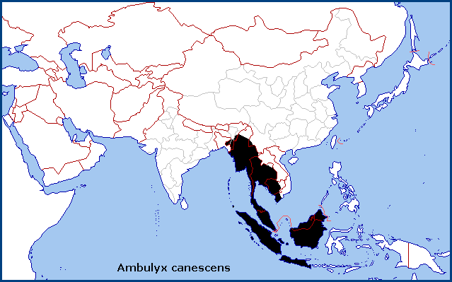 Global distribution of Ambulyx canescens. Map: &copy; Tony Pittaway.