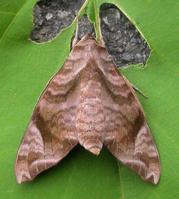 Resting Acosmeryx castanea, Taiwan. Photo: &copy; Felix Lin.
