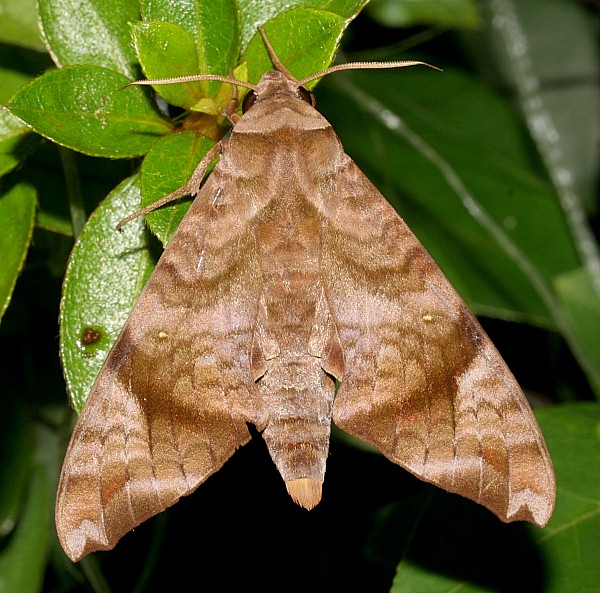 Resting Acosmeryx castanea, Jiucai Ling, Guizhou, China. Photo: &copy; Viktor Sinjaev.