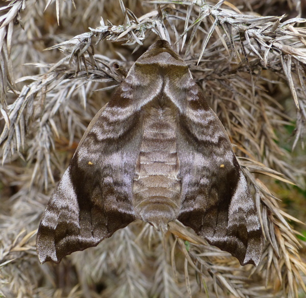Male Acosmeryx castanea, Jade Emperor Hill, West Lake, Hangzhou, Zhejiang, China. Photo: &copy; Tony Pittaway.