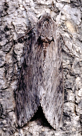 Resting female Agrius convolvuli, Louguantai Forest Park (near Xi'an), Shaanxi, China, 20.vii.1995. Photo: &copy; Tony Pittaway.