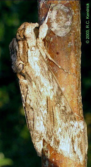 Resting male Agrius convolvuli, Hong Kong, China. Photo: &copy; Roger Kendrick.