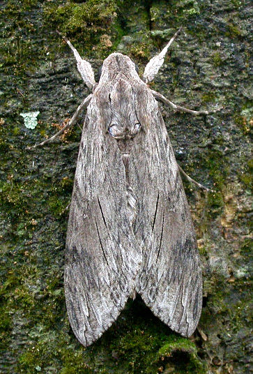 Resting female Agrius convolvuli, Taiwan. Photo: &copy; Felix Lin.