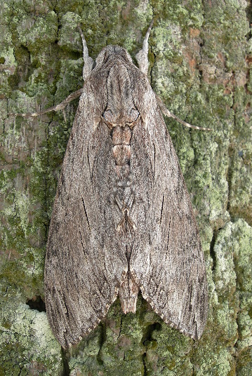 Resting female Agrius convolvuli, Victoria Peak, Hong Kong, 23.x.2011. Photo: &copy; Tony Pittaway.