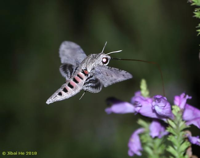 Feeding Agrius convolvuli, Wuhan, Hubei, China, x.2018. Photo: &copy; He JiBai, 2018.
