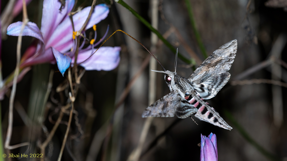Agrius convolvuli feeding from Lycoris sprengeri, Jiushan Island Zhejiang, China, 6.ix.2022. Photo: &copy; He JiBai, 2022.