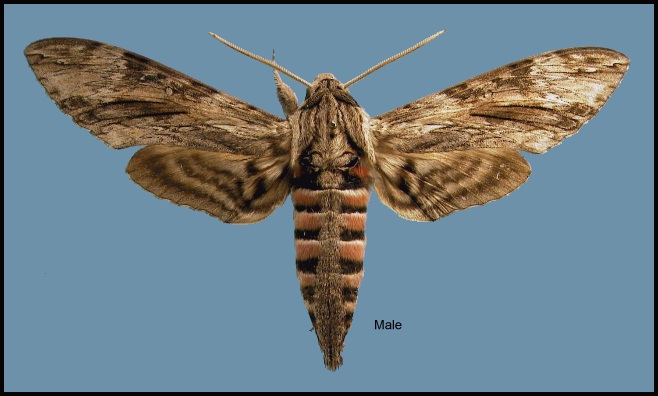 Adult male Agrius convolvuli. Photo: &copy; NHMUK