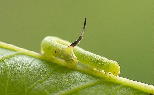 Second instar larva of Agrius convolvuli, Hefei, Anhui, China. Photo: &copy; Dong Wei