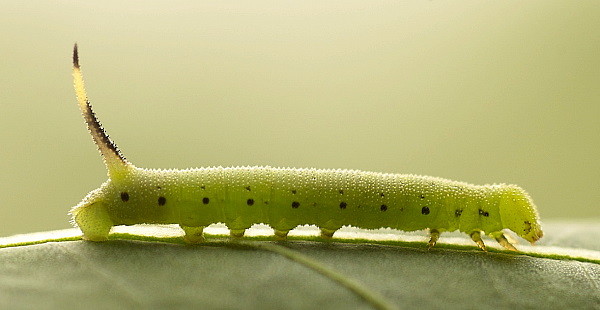 Third instar larva of Agrius convolvuli, Hefei, Anhui, China. Photo: &copy; Dong Wei